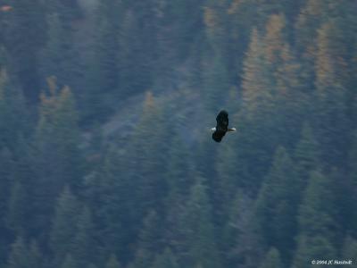 Bald Eagle in flight