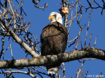 Bald Eagle Perched