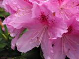 Pink Rhody w dry brush filter