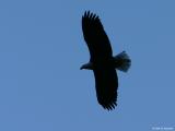 Bald Eagle Soar 2