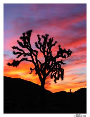 Joshua Tree National Park:Sunset