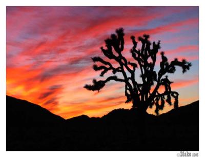 Joshua Tree National Park:Sunset