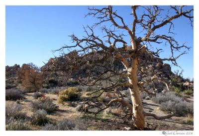 Joshua Tree National Park