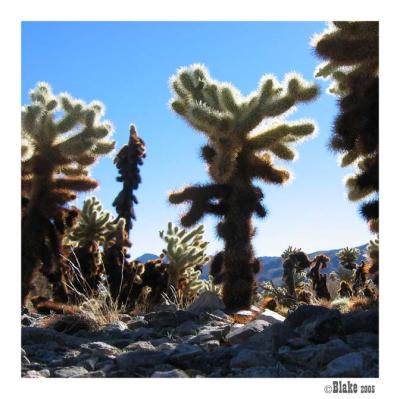 Joshua Tree NP: Cholla Cactus Garden