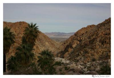 Joshua Tree NP49 Palms Oasis