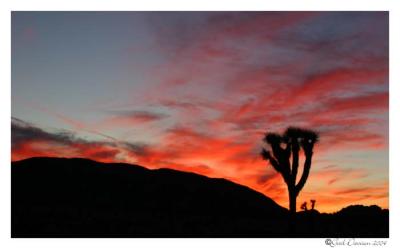 Joshua Tree NP:Sunset