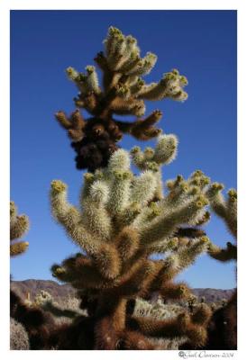 Joshua Tree NP: Cholla Cactus Garden
