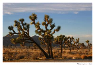 Joshua Tree NP:  Click here for my California Gallery 