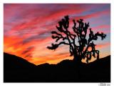 Joshua Tree National Park:<br>Sunset