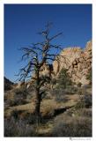 Joshua Tree National Park