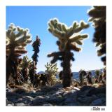 Joshua Tree NP:<br> Cholla Cactus Garden