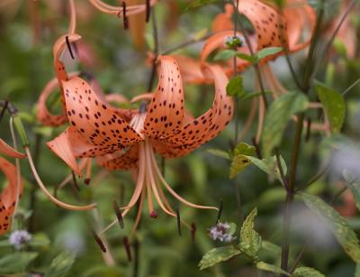 Orange Spotted Lily