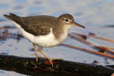 Spotted Sandpiper, 1st Winter