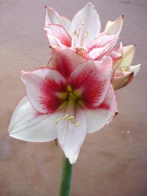 AMARYLLIS