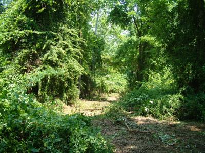 New section -- From White Oak (w/planking) down to lot line
