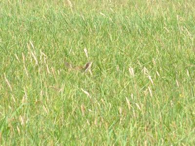Fawn Hunkered down in grass