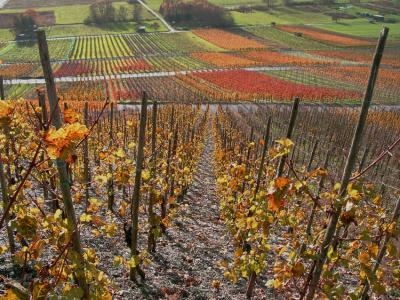 herfst in de wijngaard