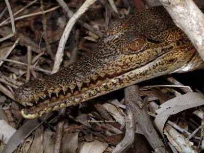 Freshwater Crocodile, Crocodylus johnstoni