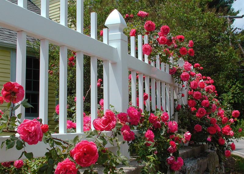Rose Cottage fence