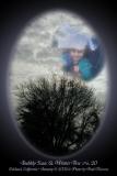 Bubbly Isaac & Winter Tree No. 20
