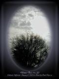 Winter Tree No. 20