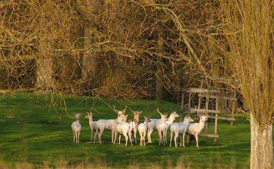 Bramshills white deer