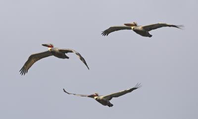 Brown pelican formation_T0L8242.jpg