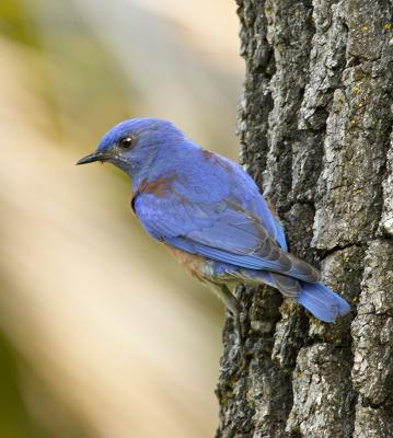 Western Bluebird_T0L0104 rsz.jpg