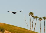 Turkey vulture SD Wild Animal Pk_T0L9008 rsz.jpg