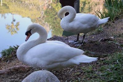 Swan 3