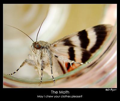 u11/gilazouri/medium/38049357.moth4.jpg