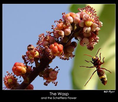 u11/gilazouri/medium/38049358.Wasp2.jpg