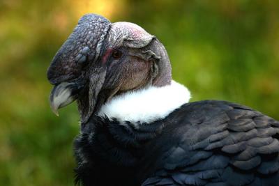 Condor des Andes