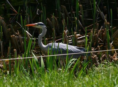 Héron cendré (Ardea Cinerea)