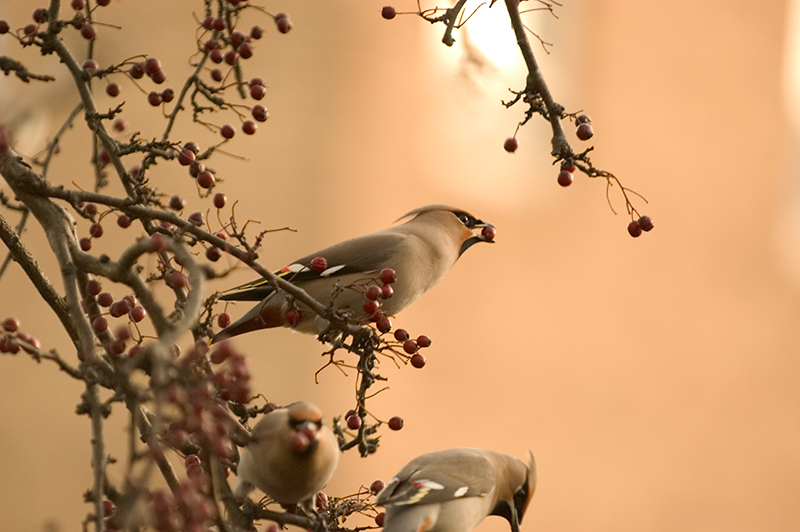 Waxwing