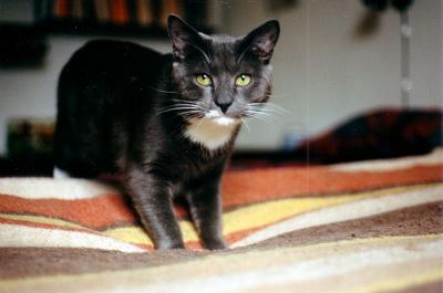 My cat Nisse