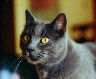 My cat Orvar