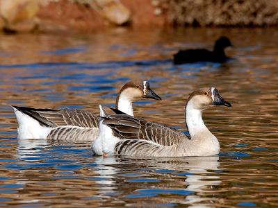 Male Geese