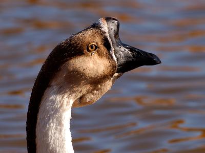 Male Goose - Detail of Head