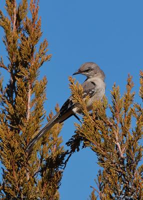 Mocking Bird  In Shrub