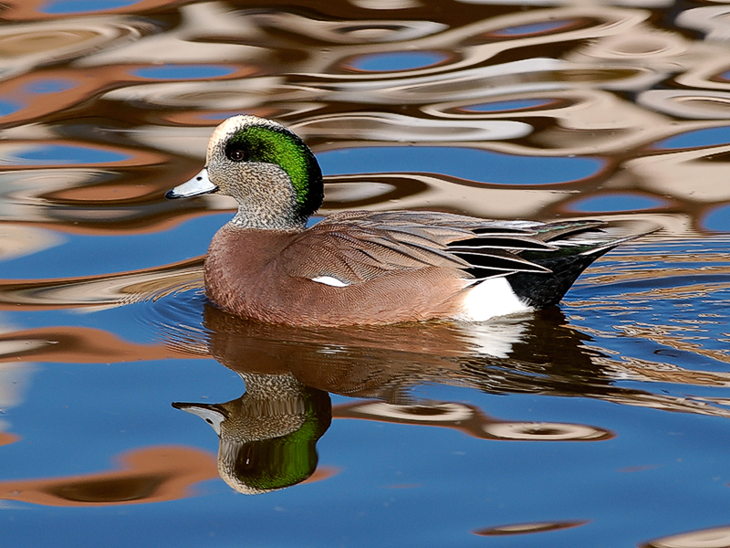 American Wigeon