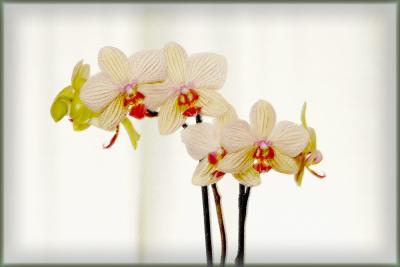 Painted Orchid