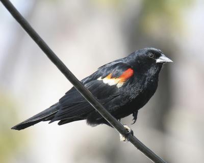 Red-winged Blackbird 02
