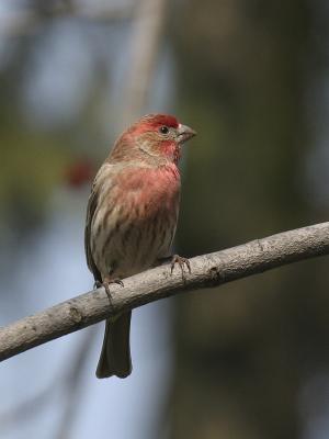 House Finch 04