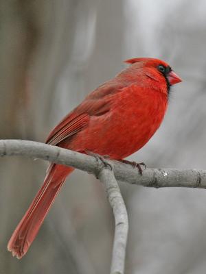 u11/grizzlyike/medium/42804503.NorthernCardinal06.jpg