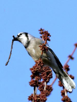 Blue Jay 03