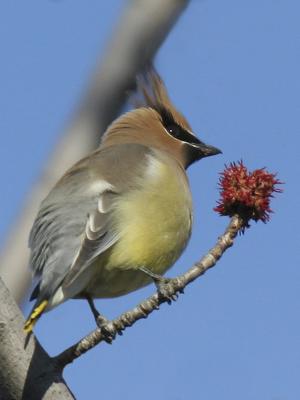 Cedar Waxwing 01