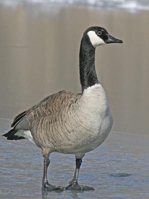 Canada Goose 8