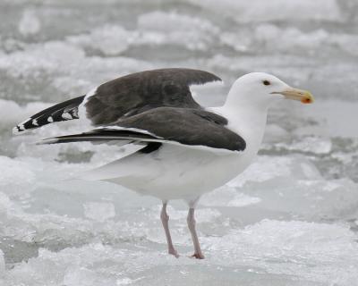 Great Black-backed 06