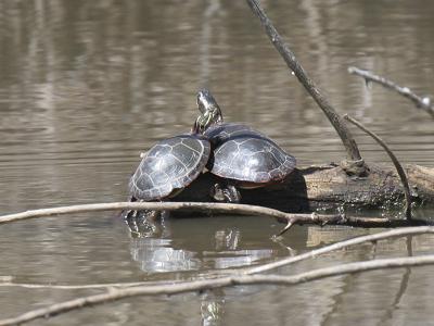 Eastern Painted Turtle 01